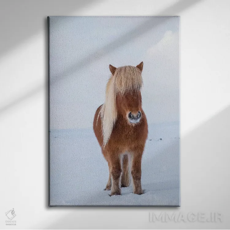 تابلو دکوراتیو Iceland,اسب سنتی ایسلندی در برف تازه، ایسلند اثر مارتین زویک - نمای روبهرو روی دیوار