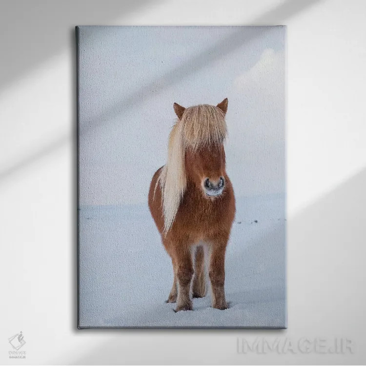 تابلو دکوراتیو Iceland,اسب سنتی ایسلندی در برف تازه، ایسلند اثر مارتین زویک - نمای روبهرو روی دیوار