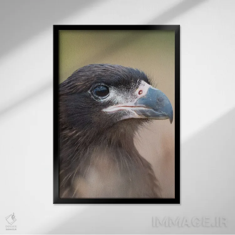 تابلو دکوراتیو Protected, Endemic To The Falkland Islands.,جوجه با پوست رو… اثر مارتین زویک - نمای قابدار مشکی