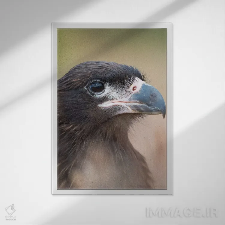 تابلو دکوراتیو Protected, Endemic To The Falkland Islands.,جوجه با پوست رو… اثر مارتین زویک - نمای قابدار سفید
