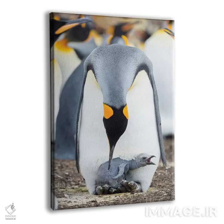 تابلو دکوراتیو Falkland Islands.,جوجه پنگوئن شاه در حال درخواست غذا در حال… اثر مارتین زویک - نمای پرسپکتیو محصول