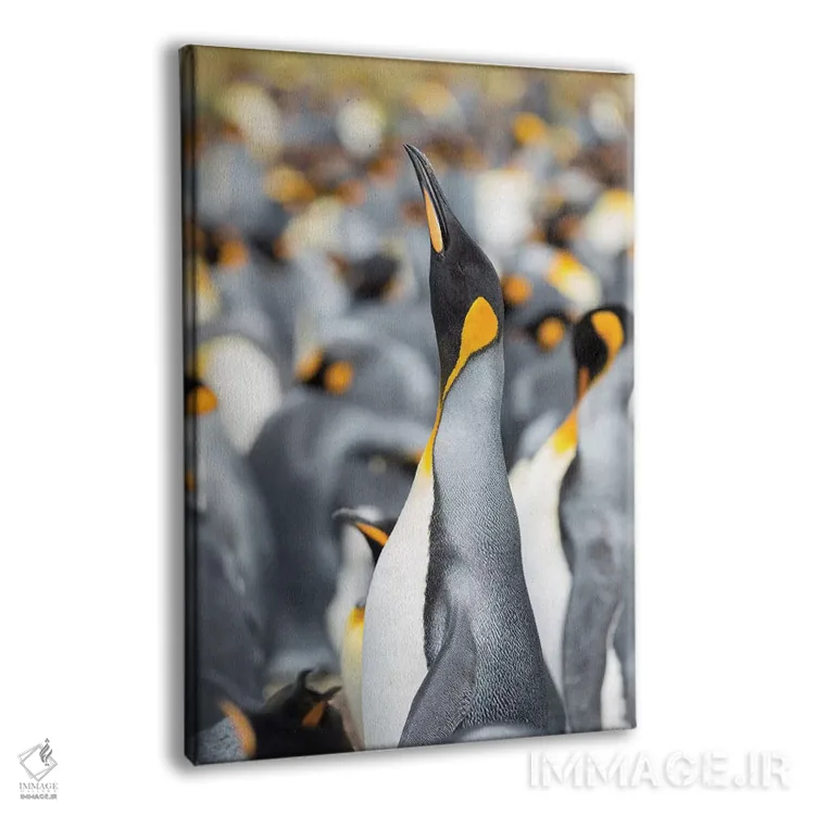 تابلو دکوراتیو پنگوئن شاه در جزایر فالکلند اثر مارتین زویک - نمای پرسپکتیو محصول
