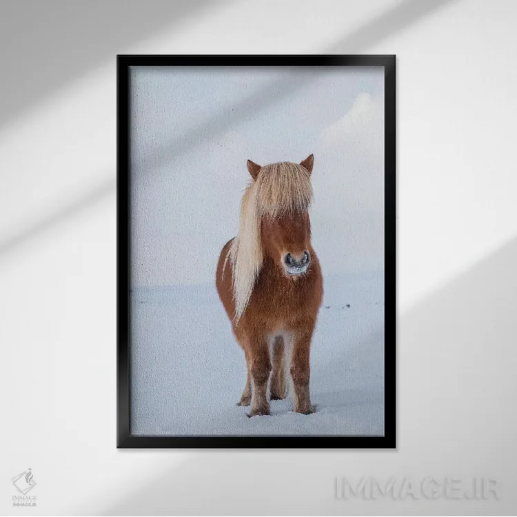 تابلو دکوراتیو Iceland,اسب سنتی ایسلندی در برف تازه، ایسلند اثر مارتین زویک - نمای قابدار مشکی