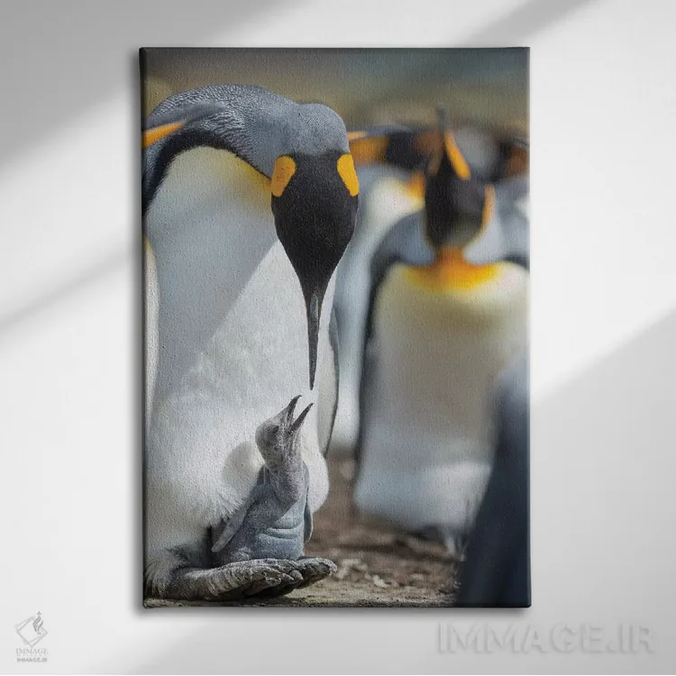 تابلو دکوراتیو Falkland Islands.,جوجه پنگوئن شاه در حال درخواست غذا در حال… اثر مارتین زویک - نمای روبهرو روی دیوار