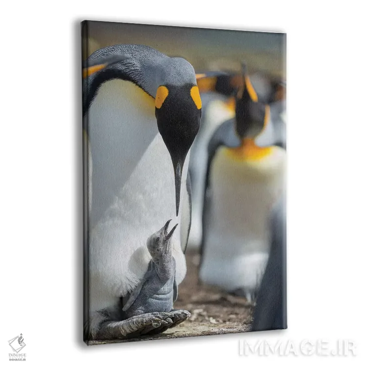 تابلو دکوراتیو Falkland Islands.,جوجه پنگوئن شاه در حال درخواست غذا در حال… اثر مارتین زویک - نمای پرسپکتیو محصول