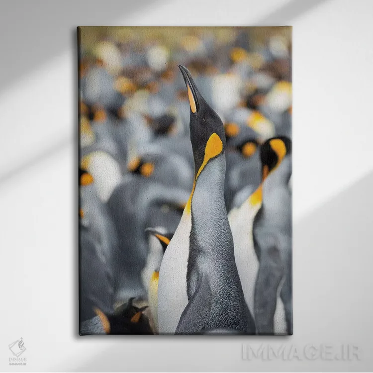 تابلو دکوراتیو پنگوئن شاه در جزایر فالکلند اثر مارتین زویک - نمای روبهرو روی دیوار