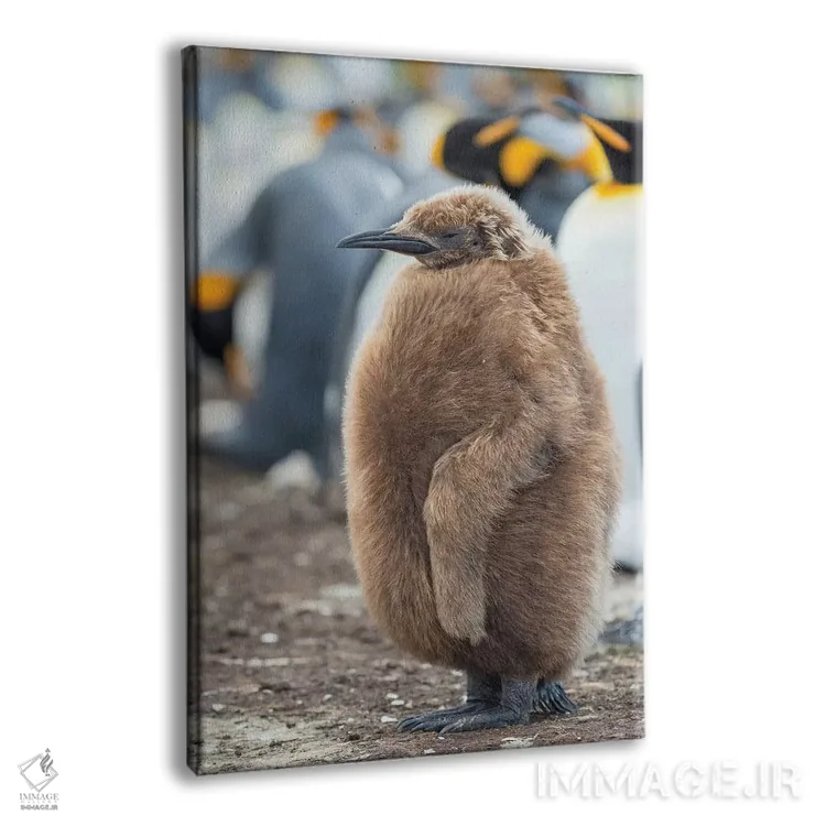 تابلو دکوراتیو Falkland Islands.,جوجه پنگوئن شاه با پرهای قهوه ای، جزایر ف… اثر مارتین زویک - نمای پرسپکتیو محصول