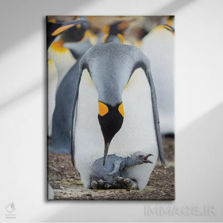تابلو دکوراتیو Falkland Islands.,جوجه پنگوئن شاه در حال درخواست غذا در حال… اثر مارتین زویک - نمای روبهرو روی دیوار
