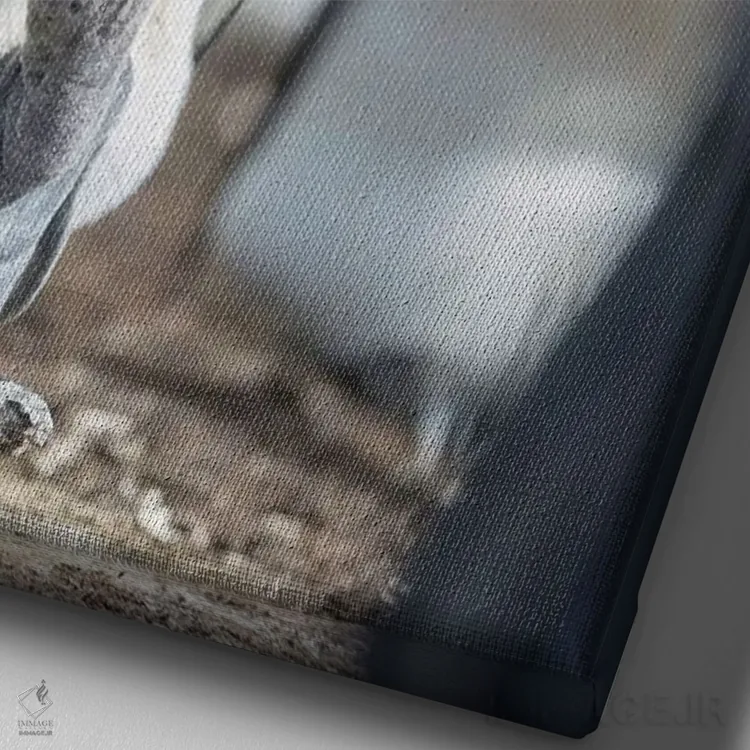 تابلو دکوراتیو Falkland Islands.,جوجه پنگوئن شاه در حال درخواست غذا در حال… اثر مارتین زویک - نمای نزدیک بافت بوم