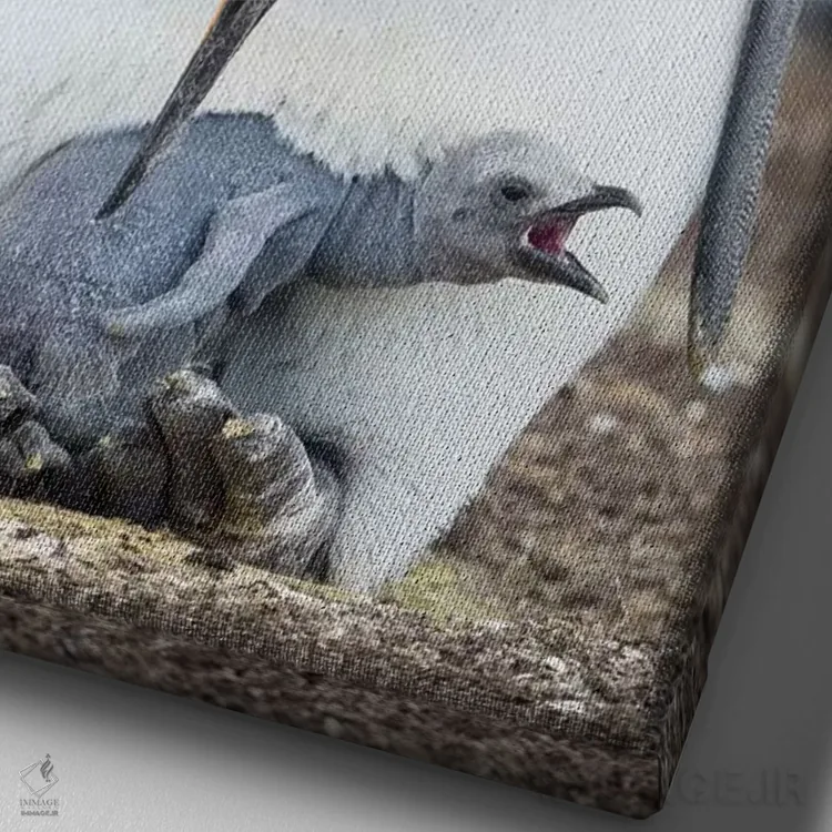 تابلو دکوراتیو Falkland Islands.,جوجه پنگوئن شاه در حال درخواست غذا در حال… اثر مارتین زویک - نمای نزدیک بافت بوم