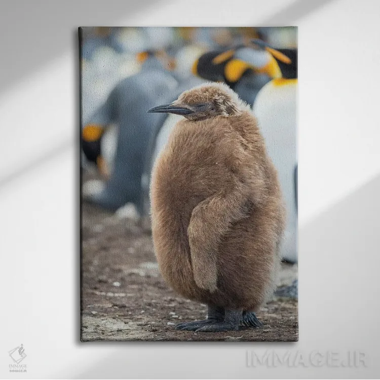 تابلو دکوراتیو Falkland Islands.,جوجه پنگوئن شاه با پرهای قهوه ای، جزایر ف… اثر مارتین زویک - نمای روبهرو روی دیوار