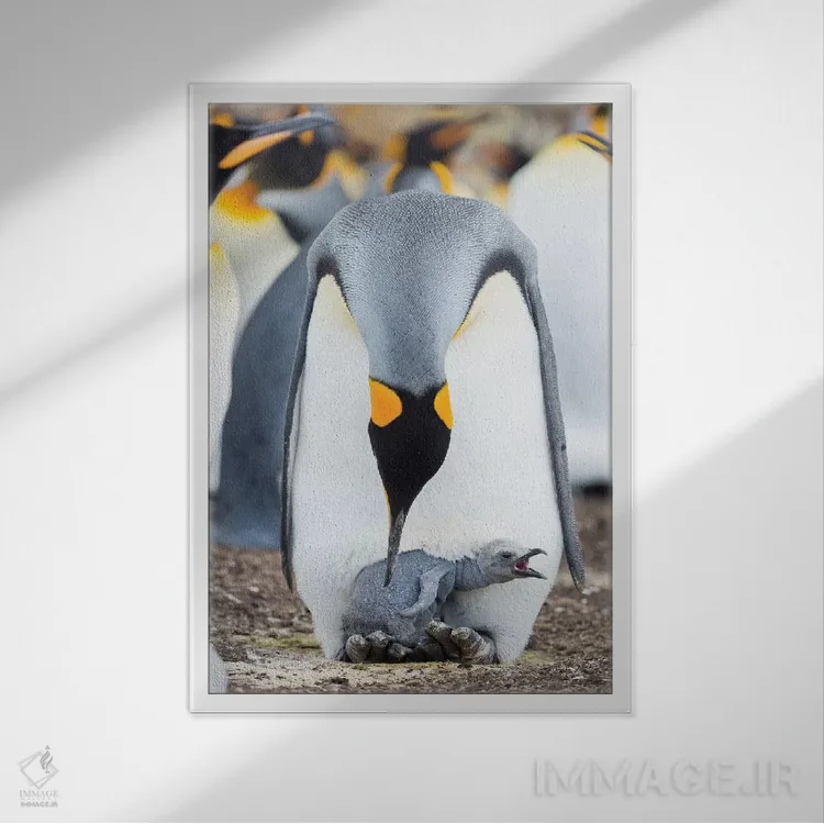 تابلو دکوراتیو Falkland Islands.,جوجه پنگوئن شاه در حال درخواست غذا در حال… اثر مارتین زویک - نمای قابدار سفید