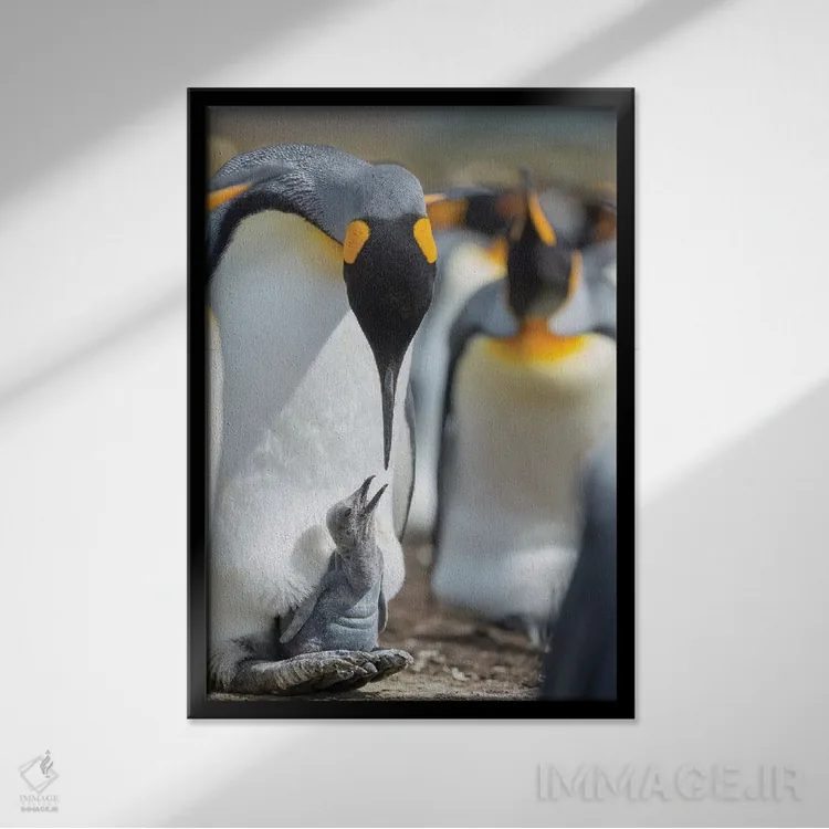 تابلو دکوراتیو Falkland Islands.,جوجه پنگوئن شاه در حال درخواست غذا در حال… اثر مارتین زویک - نمای قابدار مشکی