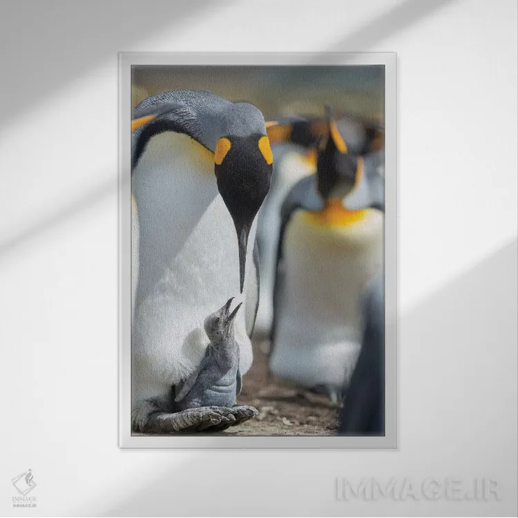 تابلو دکوراتیو Falkland Islands.,جوجه پنگوئن شاه در حال درخواست غذا در حال… اثر مارتین زویک - نمای قابدار سفید