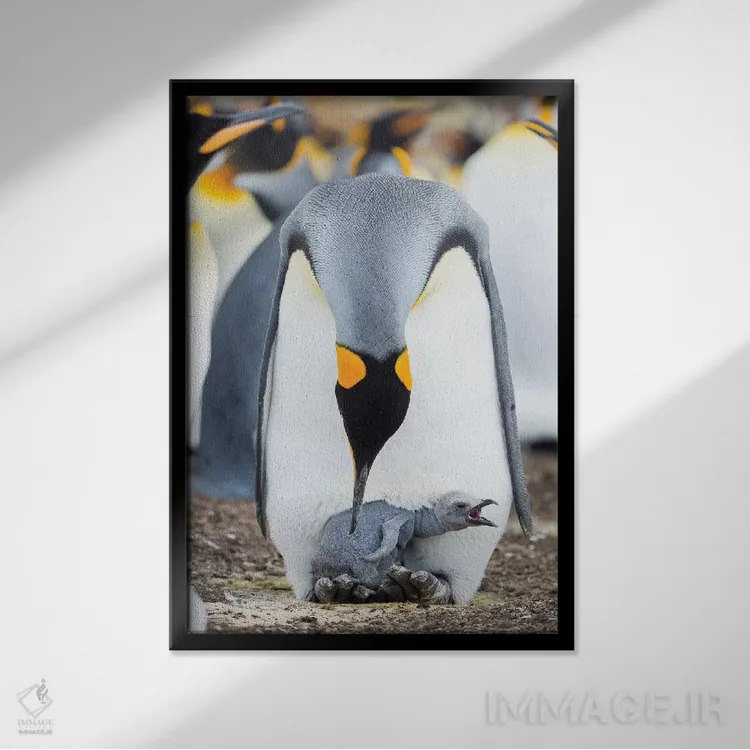 تابلو دکوراتیو Falkland Islands.,جوجه پنگوئن شاه در حال درخواست غذا در حال… اثر مارتین زویک - نمای قابدار مشکی