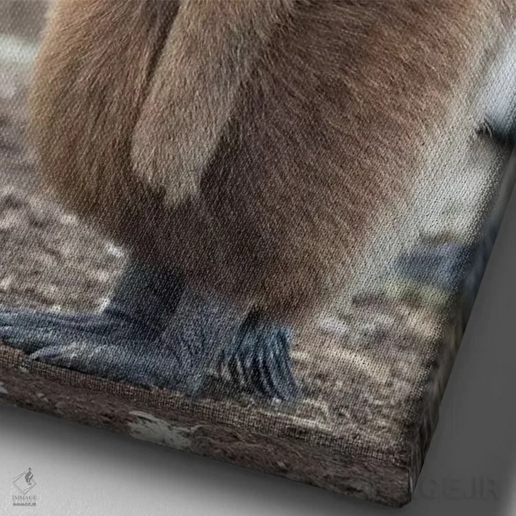 تابلو دکوراتیو Falkland Islands.,جوجه پنگوئن شاه با پرهای قهوه ای، جزایر ف… اثر مارتین زویک - نمای نزدیک بافت بوم