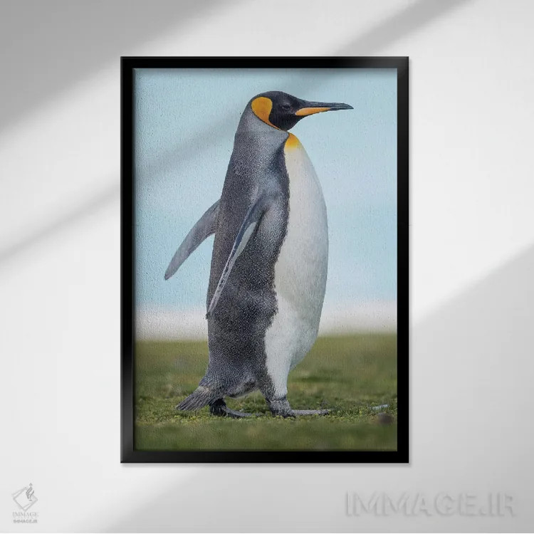 تابلو دکوراتیو پنگوئن شاه در جزایر فالکلند اثر مارتین زویک - نمای قابدار مشکی