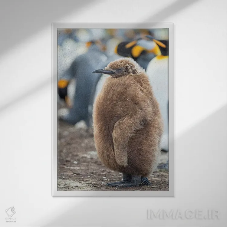 تابلو دکوراتیو Falkland Islands.,جوجه پنگوئن شاه با پرهای قهوه ای، جزایر ف… اثر مارتین زویک - نمای قابدار سفید