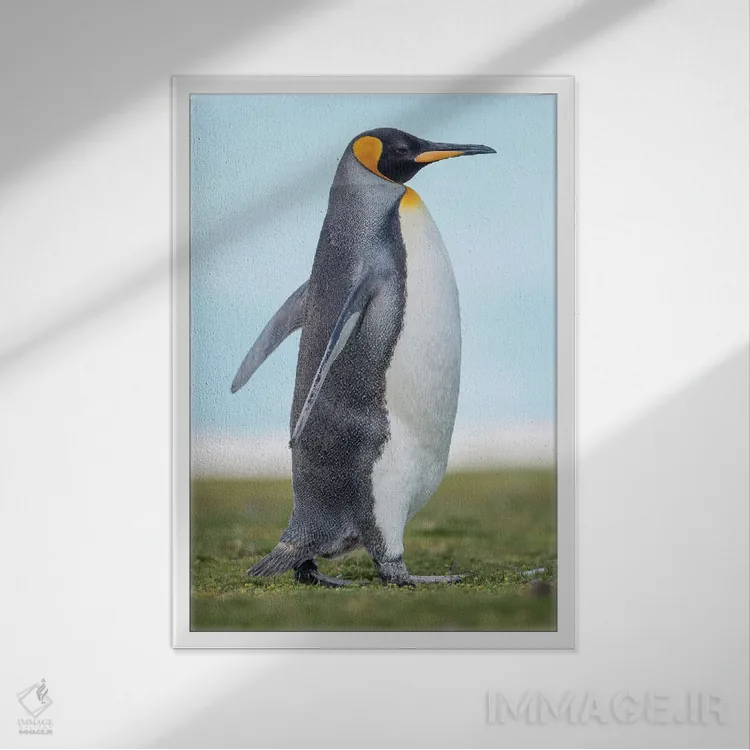 تابلو دکوراتیو پنگوئن شاه در جزایر فالکلند اثر مارتین زویک - نمای قابدار سفید