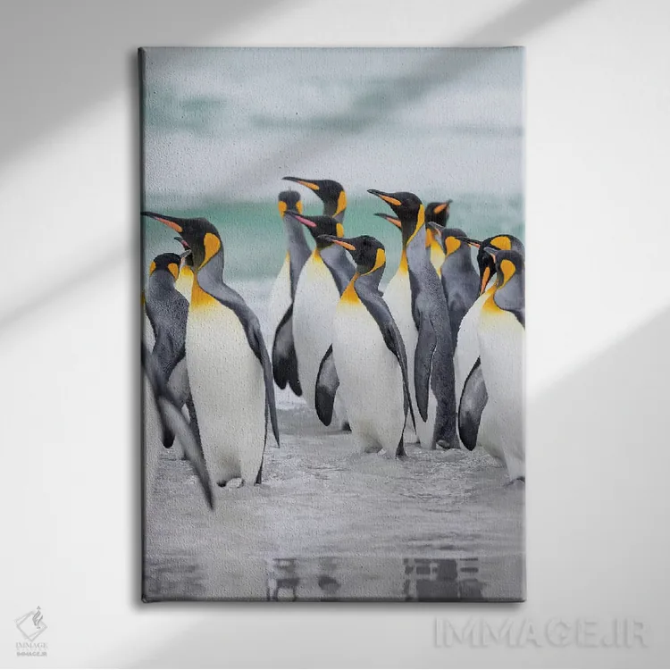 تابلو دکوراتیو پنگوئن شاه در جزایر فالکلند اثر مارتین زویک - نمای روبهرو روی دیوار