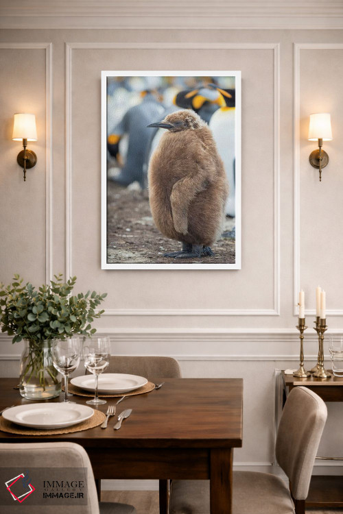 تابلو دکوراتیو Falkland Islands.,جوجه پنگوئن شاه با پرهای قهوه ای، جزایر ف… اثر مارتین زویک - D1W