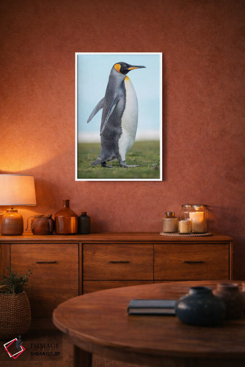 تابلو دکوراتیو پنگوئن شاه در جزایر فالکلند اثر مارتین زویک - D4W