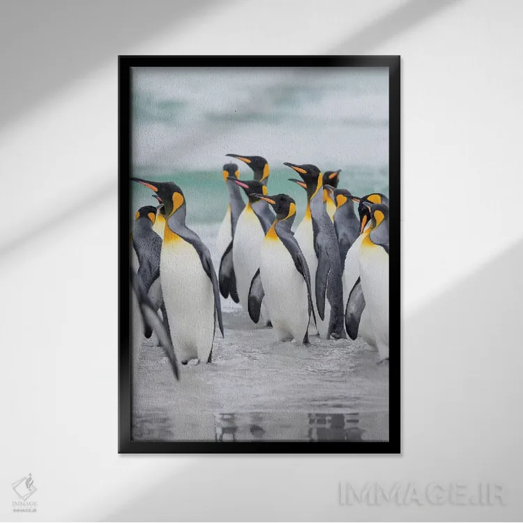 تابلو دکوراتیو پنگوئن شاه در جزایر فالکلند اثر مارتین زویک - نمای قابدار مشکی
