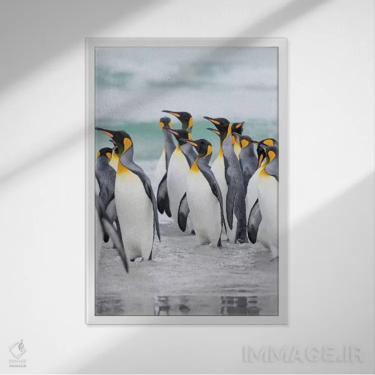 تابلو دکوراتیو پنگوئن شاه در جزایر فالکلند اثر مارتین زویک - نمای قابدار سفید