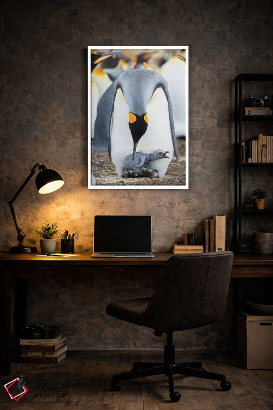 تابلو دکوراتیو Falkland Islands.,جوجه پنگوئن شاه در حال درخواست غذا در حال… اثر مارتین زویک - D5W