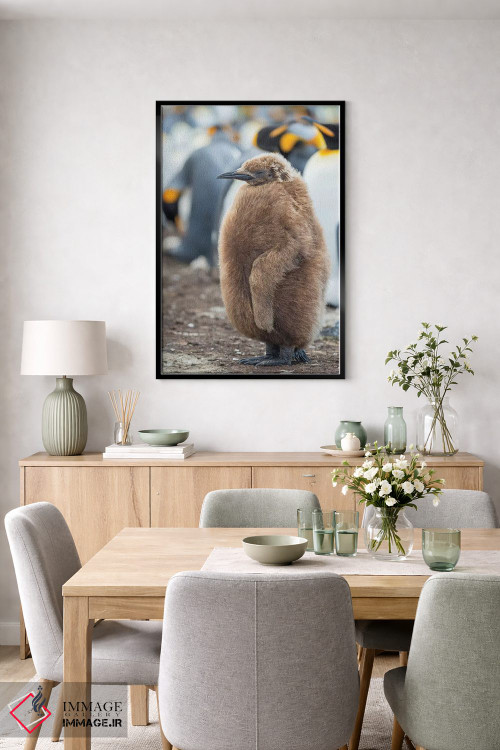 تابلو دکوراتیو Falkland Islands.,جوجه پنگوئن شاه با پرهای قهوه ای، جزایر ف… اثر مارتین زویک - D6B