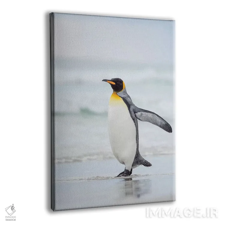 تابلو دکوراتیو پنگوئن شاه در جزایر فالکلند اثر مارتین زویک - نمای پرسپکتیو محصول