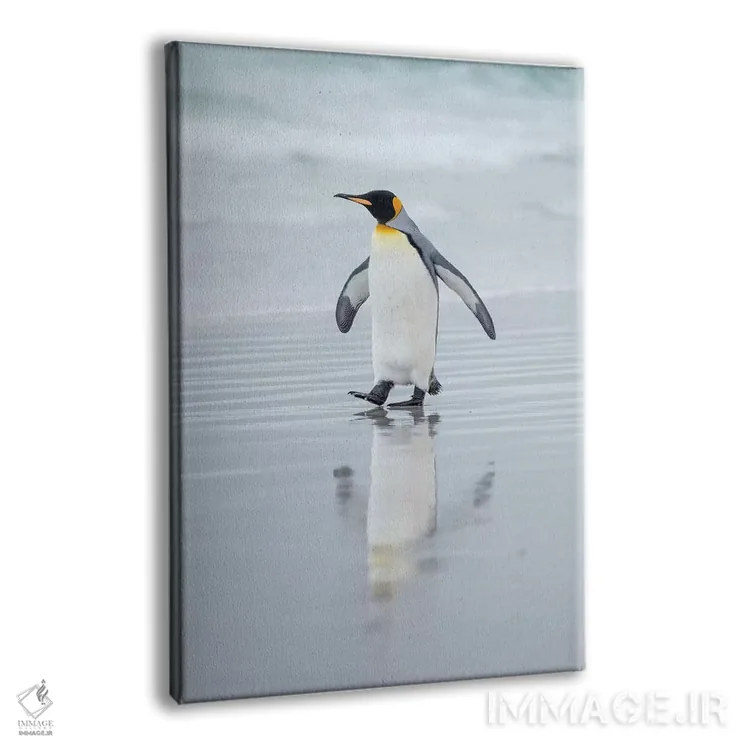 تابلو دکوراتیو پنگوئن شاه در جزایر فالکلند اثر مارتین زویک - نمای پرسپکتیو محصول
