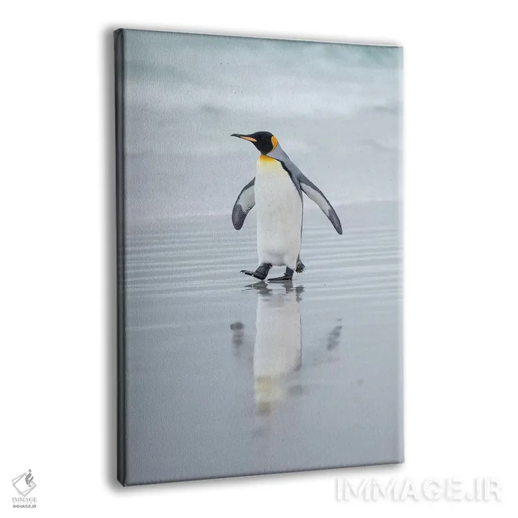 تابلو دکوراتیو پنگوئن شاه در جزایر فالکلند اثر مارتین زویک - نمای پرسپکتیو محصول