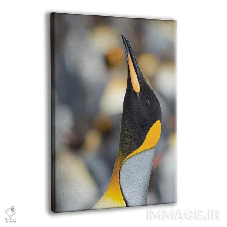 تابلو دکوراتیو Falkland Islands.,پنگوئن شاه، جزایر فالکلند اثر مارتین زویک - نمای پرسپکتیو محصول