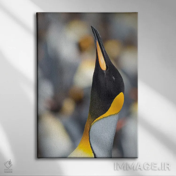 تابلو دکوراتیو Falkland Islands.,پنگوئن شاه، جزایر فالکلند اثر مارتین زویک - نمای روبهرو روی دیوار