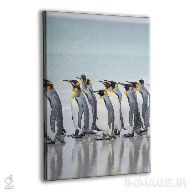 تابلو دکوراتیو پنگوئن شاه در جزایر فالکلند اثر مارتین زویک - نمای پرسپکتیو محصول