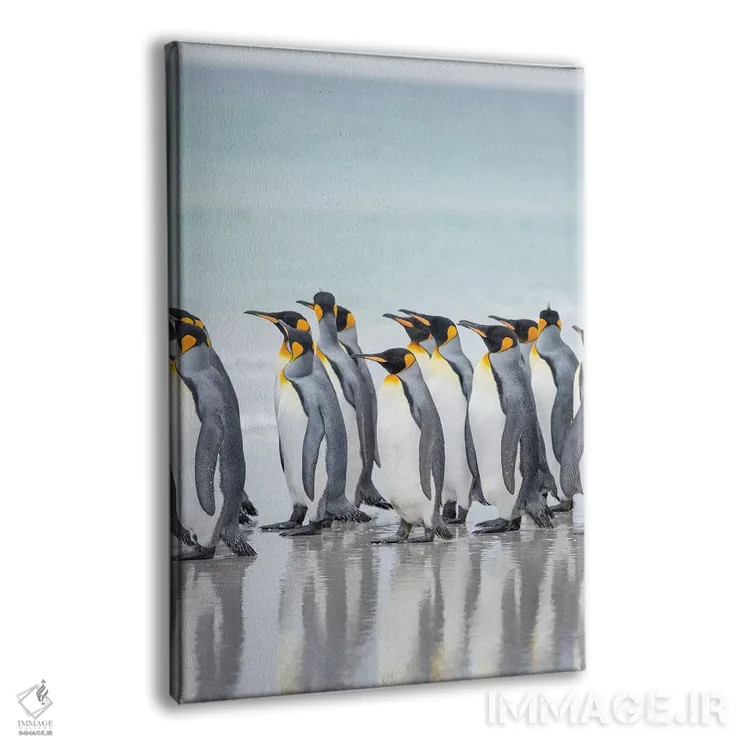 تابلو دکوراتیو پنگوئن شاه در جزایر فالکلند اثر مارتین زویک - نمای پرسپکتیو محصول