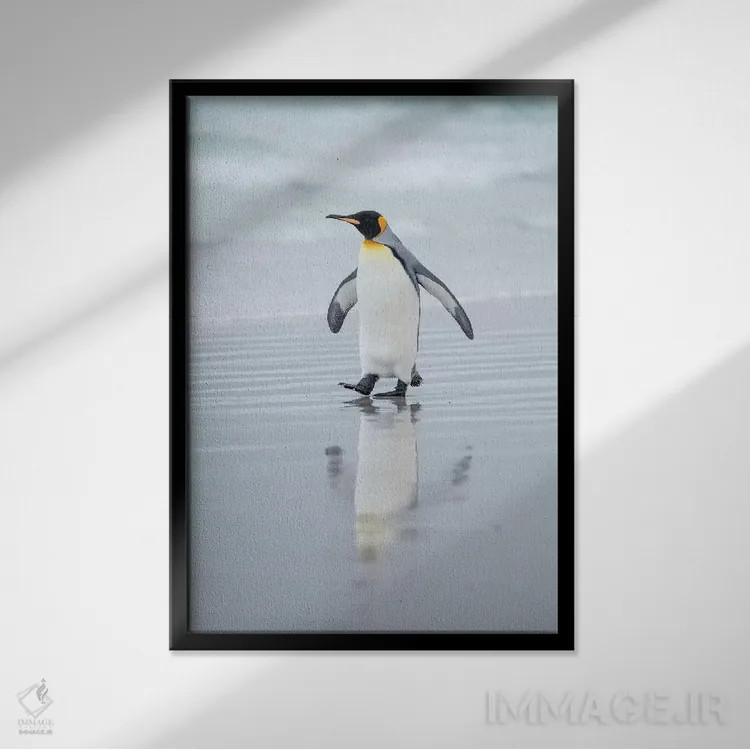 تابلو دکوراتیو پنگوئن شاه در جزایر فالکلند اثر مارتین زویک - نمای قابدار مشکی