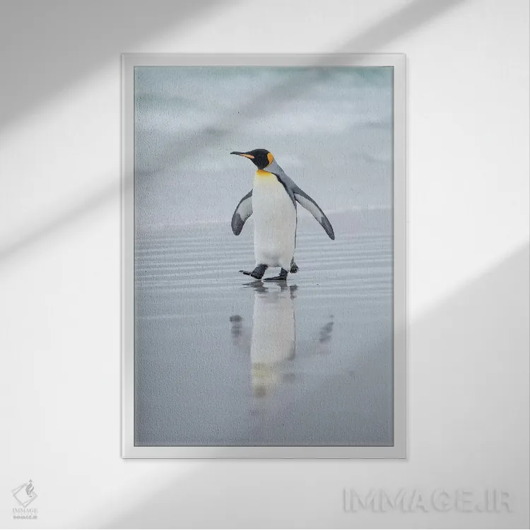 تابلو دکوراتیو پنگوئن شاه در جزایر فالکلند اثر مارتین زویک - نمای قابدار سفید