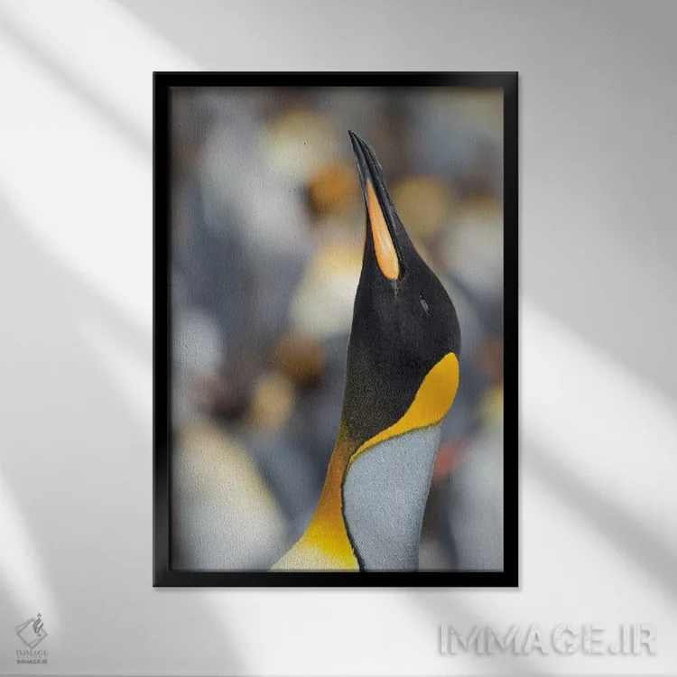 تابلو دکوراتیو Falkland Islands.,پنگوئن شاه، جزایر فالکلند اثر مارتین زویک - نمای قابدار مشکی