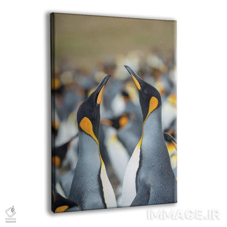 تابلو دکوراتیو Falkland Islands.,پنگوئن شاه، جزایر فالکلند اثر مارتین زویک - نمای پرسپکتیو محصول