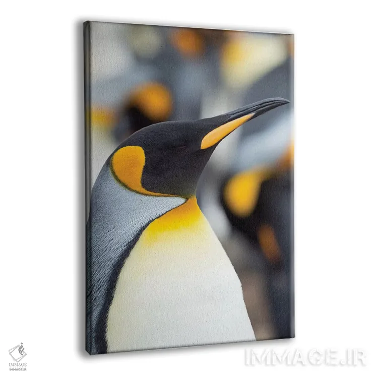 تابلو دکوراتیو Falkland Islands.,پنگوئن شاه، جزایر فالکلند اثر مارتین زویک - نمای پرسپکتیو محصول