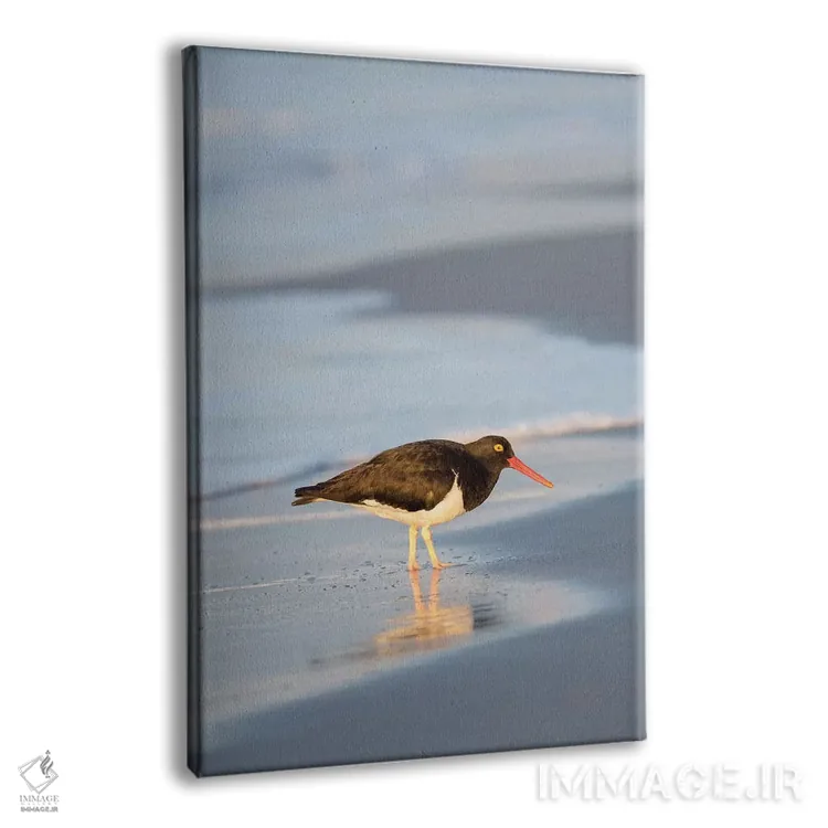 تابلو دکوراتیو Sea Lion Island, Falkland Islands.,صدف خوار ماژلانی، جزیره… اثر مارتین زویک - نمای پرسپکتیو محصول