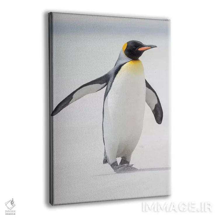 تابلو دکوراتیو Falkland Islands.,پنگوئن شاه، جزایر فالکلند اثر مارتین زویک - نمای پرسپکتیو محصول