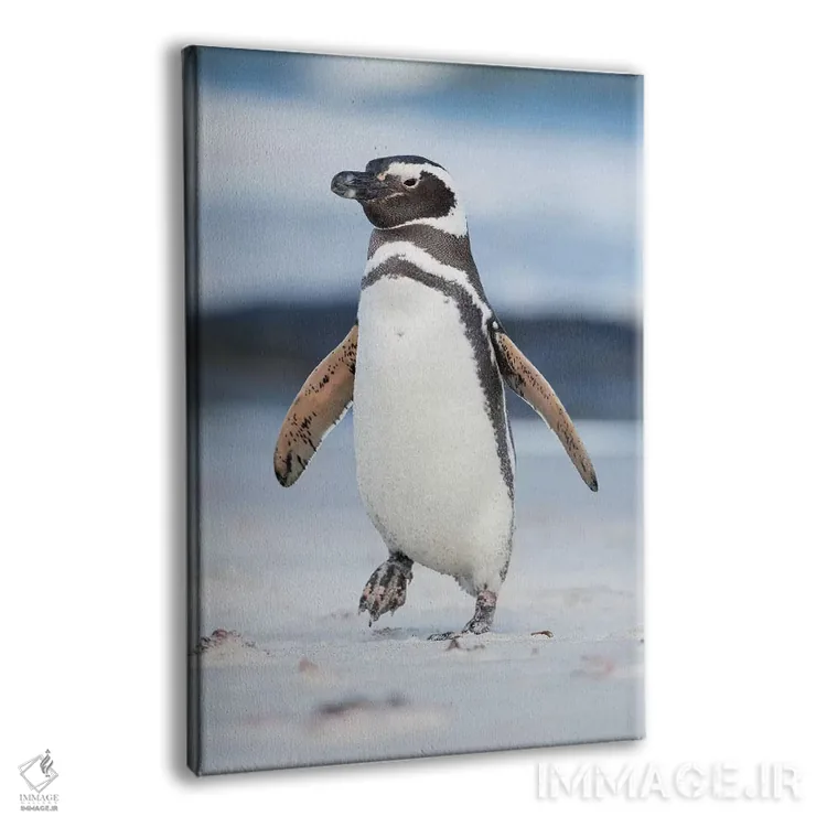 تابلو دکوراتیو Falkland Islands.,پنگوئن ماژلانی، جزایر فالکلند اثر مارتین زویک - نمای پرسپکتیو محصول