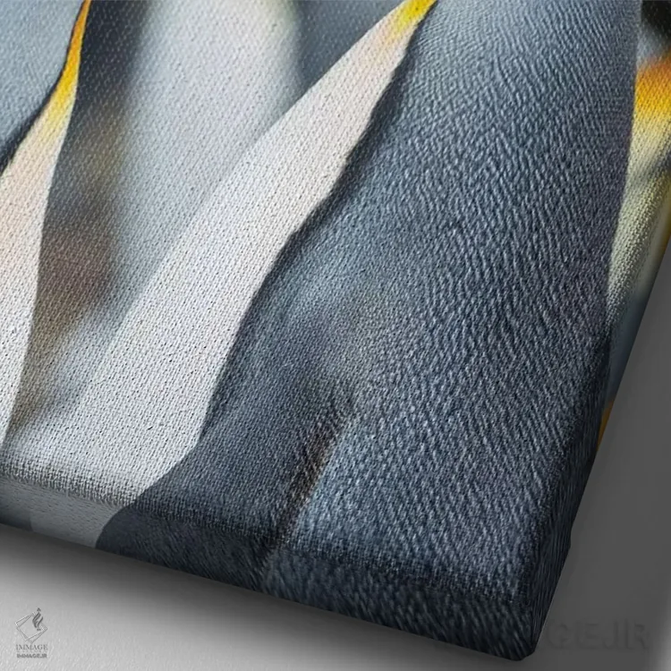 تابلو دکوراتیو Falkland Islands.,پنگوئن شاه، جزایر فالکلند اثر مارتین زویک - نمای نزدیک بافت بوم