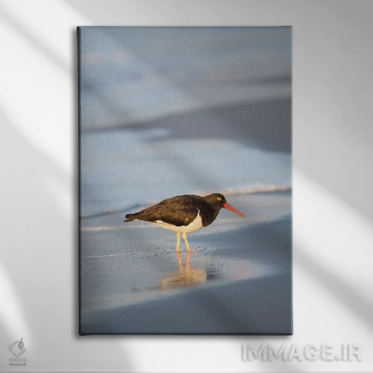 تابلو دکوراتیو Sea Lion Island, Falkland Islands.,صدف خوار ماژلانی، جزیره… اثر مارتین زویک - نمای روبهرو روی دیوار