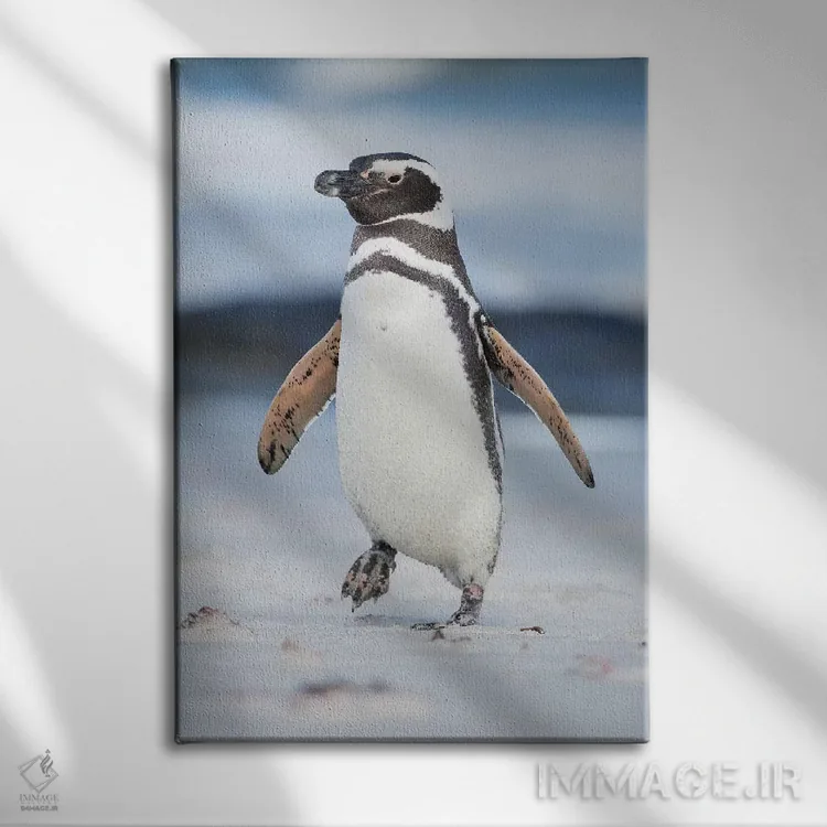 تابلو دکوراتیو Falkland Islands.,پنگوئن ماژلانی، جزایر فالکلند اثر مارتین زویک - نمای روبهرو روی دیوار