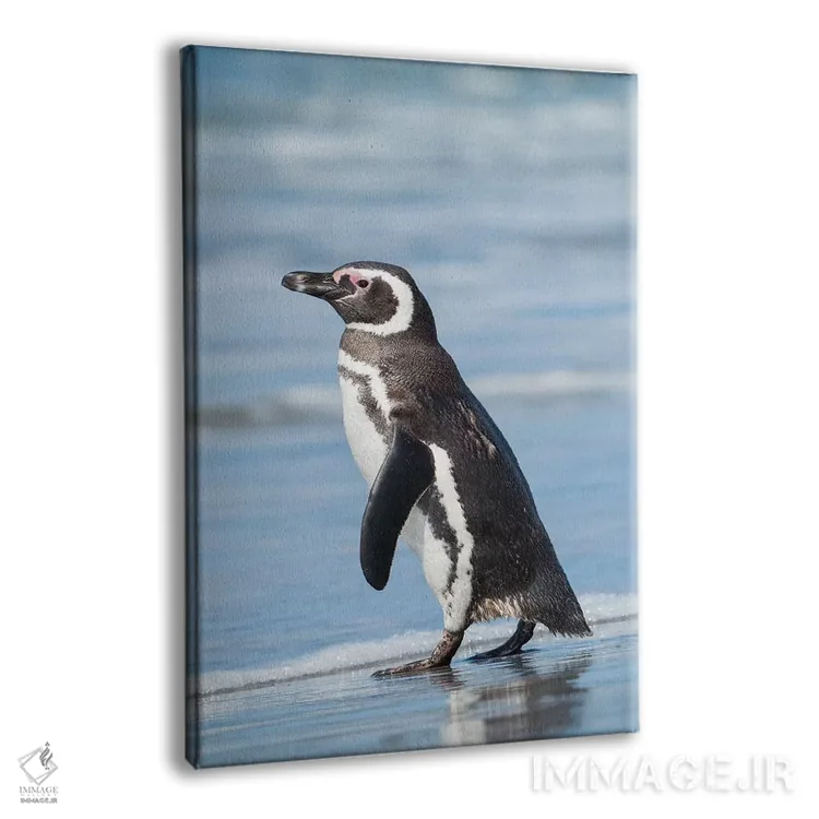 تابلو دکوراتیو Falkland Islands.,پنگوئن ماژلانی، جزایر فالکلند اثر مارتین زویک - نمای پرسپکتیو محصول