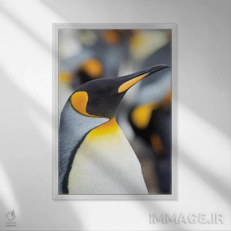 تابلو دکوراتیو Falkland Islands.,پنگوئن شاه، جزایر فالکلند اثر مارتین زویک - نمای قابدار سفید